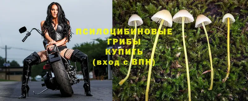 Галлюциногенные грибы Psilocybine cubensis Баймак